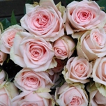 Brilliant Stars Light Pink Roses Ramifiees d'Equateur Ethiflora